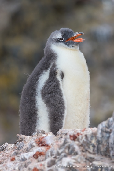 Fluffy gentoo chick in Antarctica