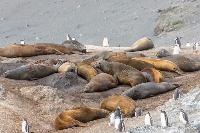 Wildlife in Antarctica- Elephant seals and gentoo penguin chicks