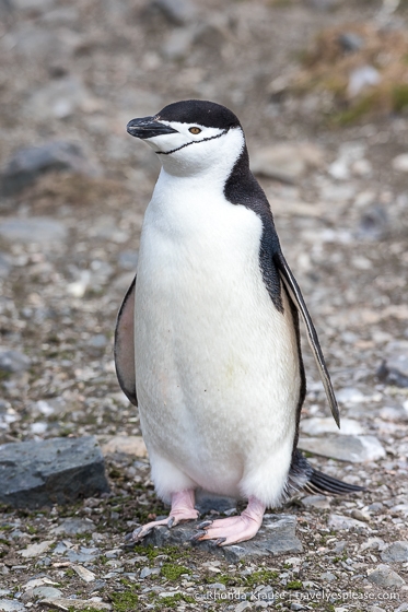 Chinstrap penguin in Antarctica