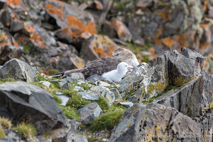 Nesting petrels in Antarctica