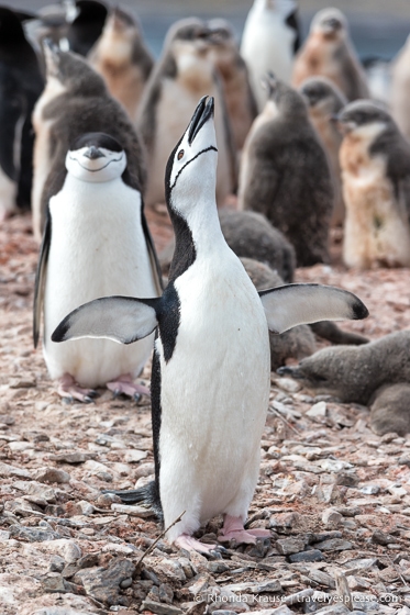 Exhibición extática del pingüino de barbijo