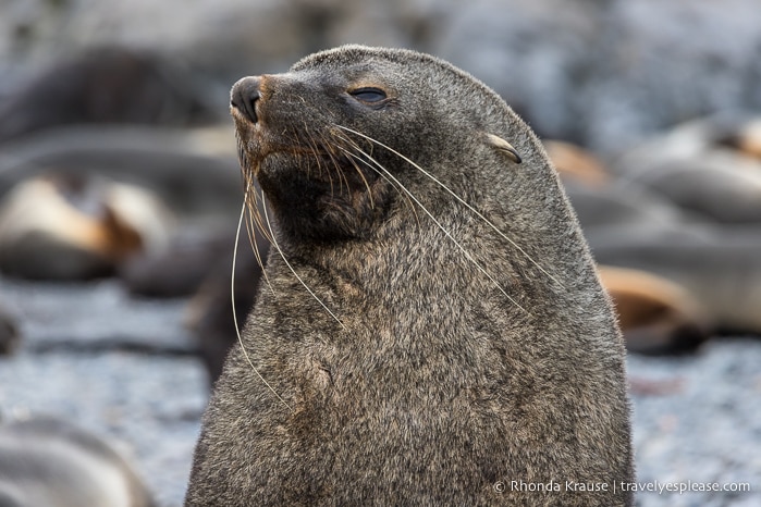 Antarctic fur seal