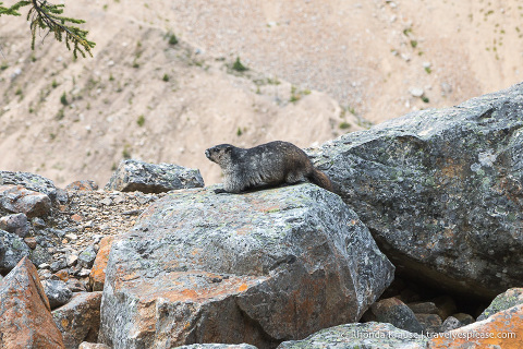 Marmot sitting on a rock in Jasper National Park
