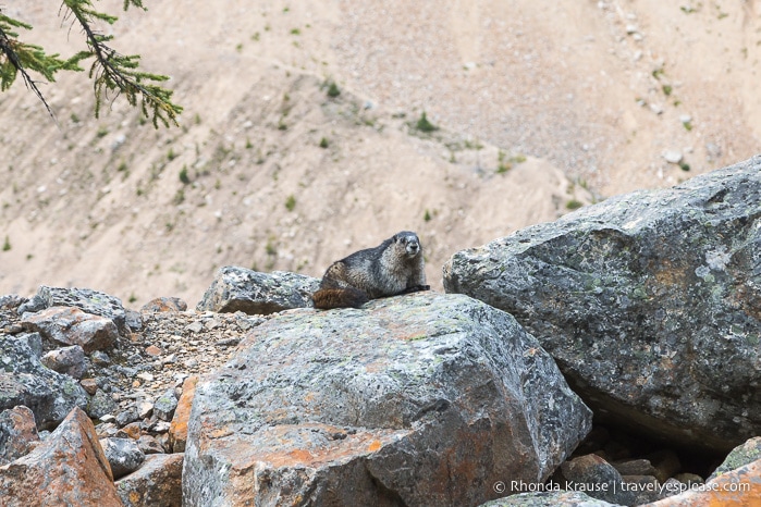 Hoary marmot in Jasper National Park