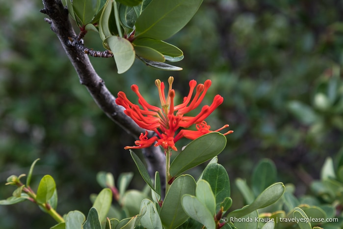 Red flower