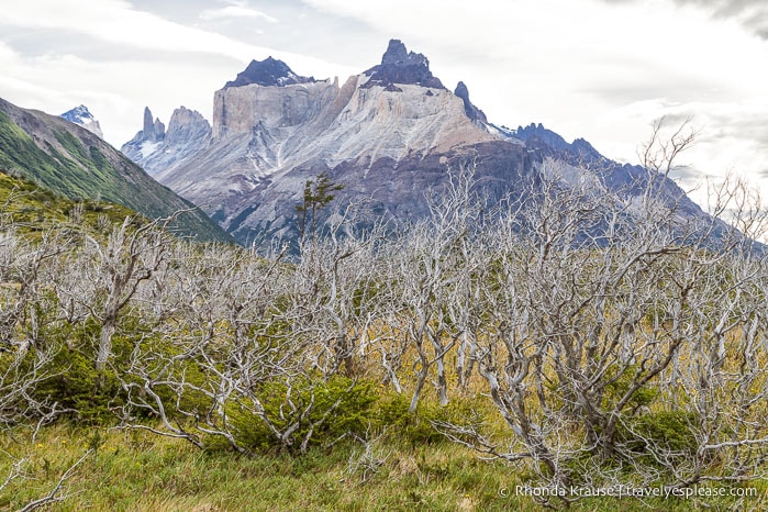 Cuernos del Paine 