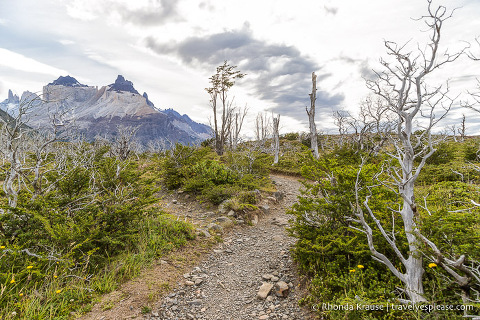 Dead trees along the trail to the French Valley
