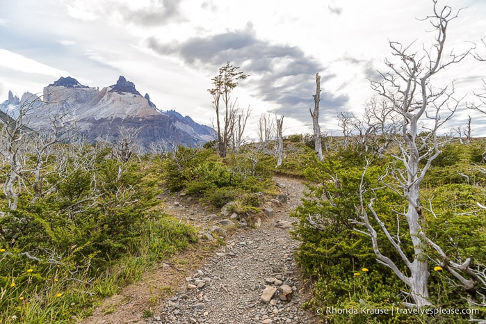 Dead trees along the trail to the French Valley