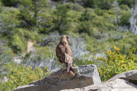 Bird at Mirador Lago Skottsberg