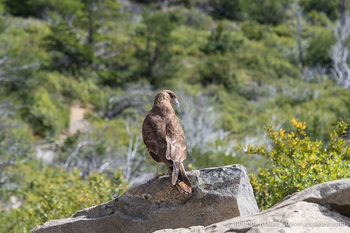 Bird at Mirador Lago Skottsberg