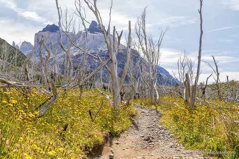 Dead trees along the trail