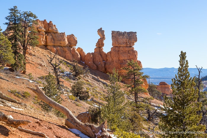 Rocks and trees on Fairyland Trail