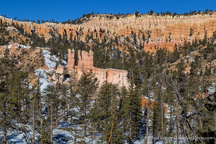 Trees and hoodoos along Fairyland Loop