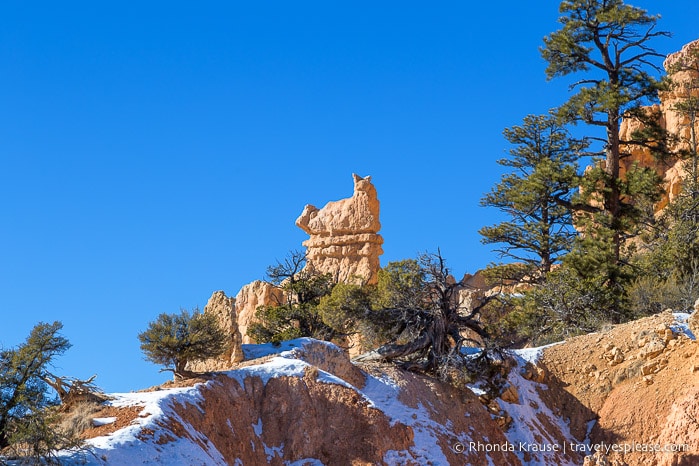 Cat rock formation