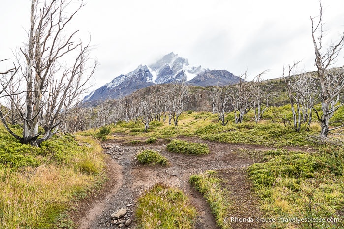 Grey Glacier Trail in Torres del Paine National Park