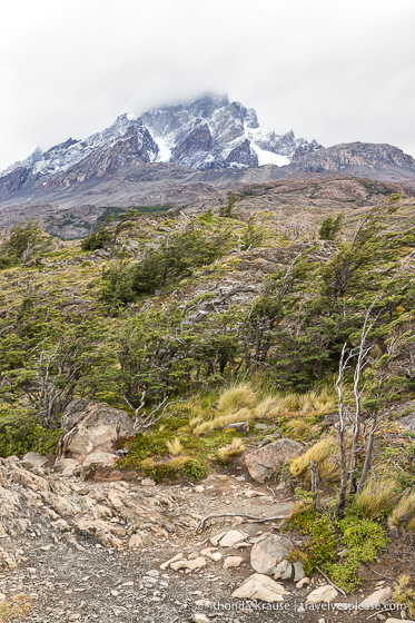 Mountain and windswept trees on the hike to Grey Glacier