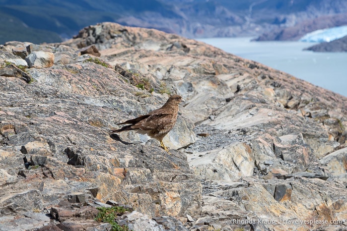 Bird on the rocks at Mirador Lago Grey