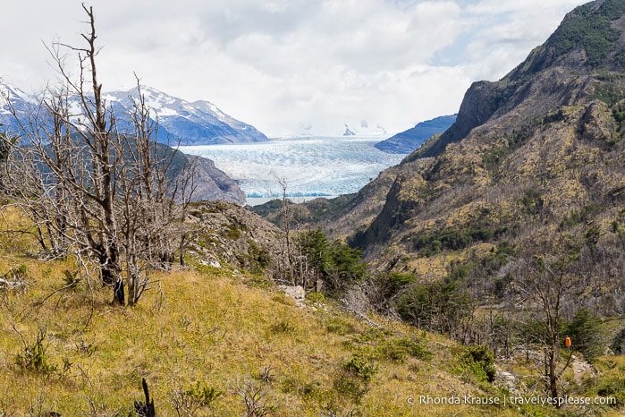 View of Grey Glacier from the hiking trail
