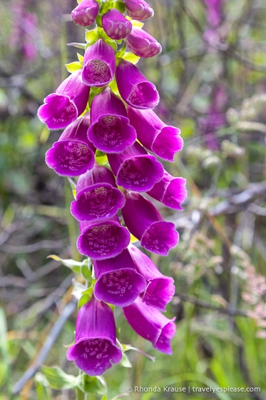 Flowers beside the trail 