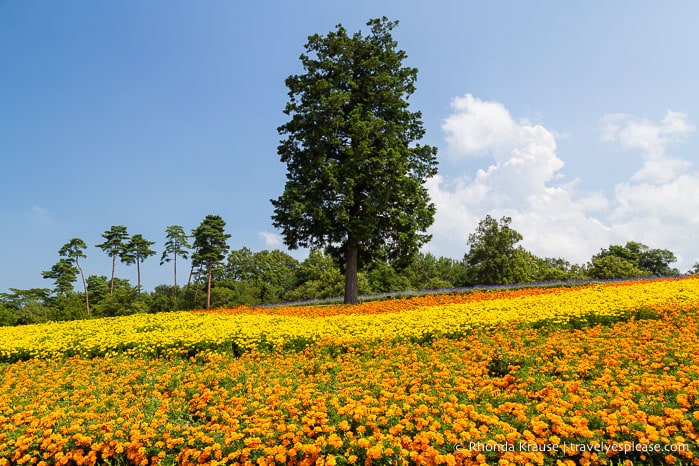 Field of orange and yellow flowers at Tottori Hanakairo Flower Park