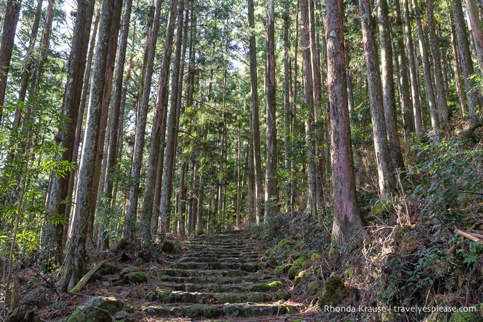 Forested hiking trail on the Kumano Kodo pilgrimage route