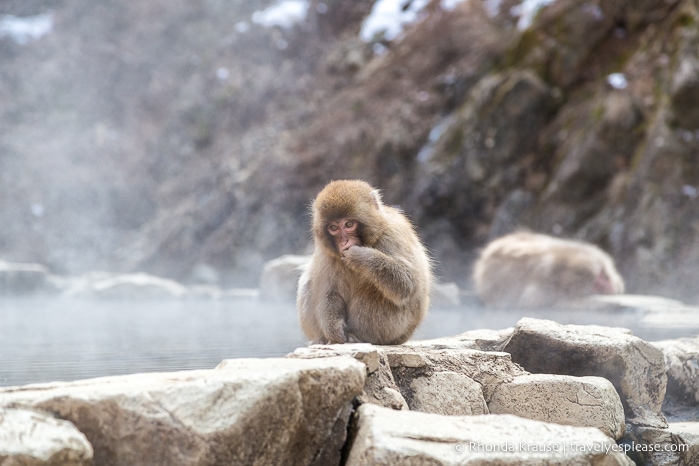 Japan bucket list- Visit the snow monkeys (young snow monkey sitting on the edge of a hot spring at Jigokudani Monkey Park)