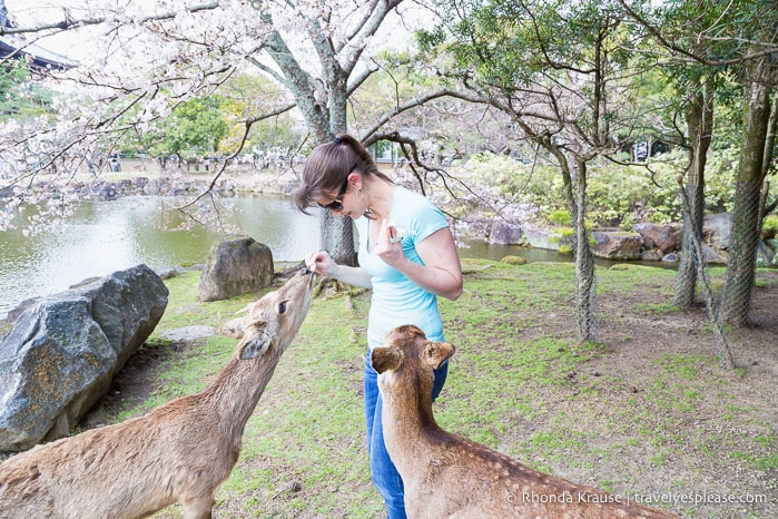 Feeding two deer in Nara Park