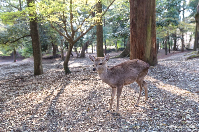 Japan bucket list- Feed the deer in Nara Park (small deer in Nara Park)