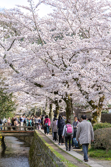 Cherry trees in bloom beside the Path of Philosophy, Kyoto