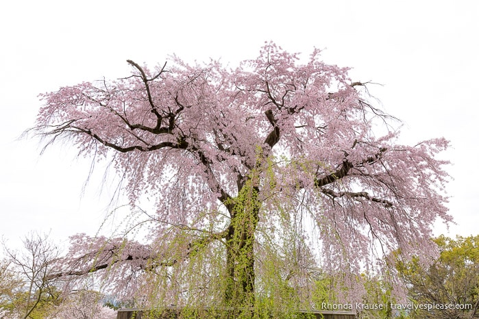 Weeping cherry tree in bloom at Maruyama Park, Kyoto