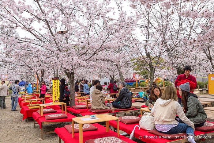 Hanami party at Maruyama Park, Kyoto