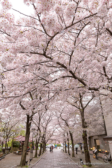 Japan bucket list- Celebrate cherry blossom season (blossom framed street in Kyoto)