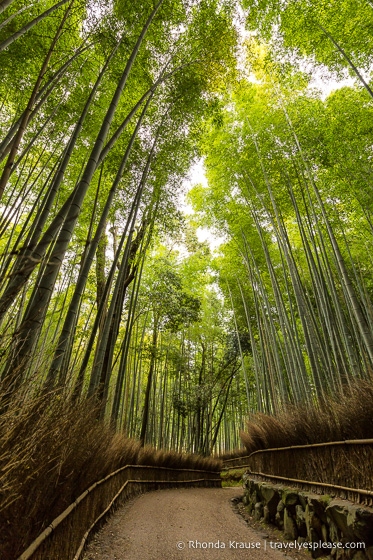 Bosque de bambú de Arashiyama en Kioto