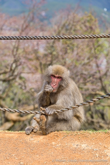 Adult monkey at Iwatayama Monkey Park