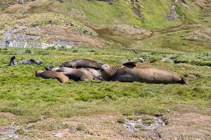 Elephant seals in Grytviken