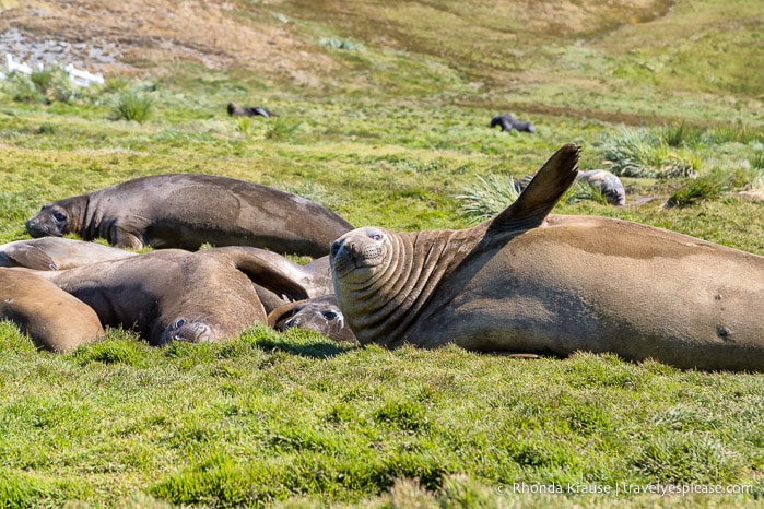 Group of elephant seals in Grytviken