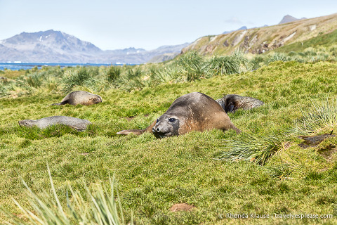 Elefantes y lobos marinos en la hierba cerca de Grytviken
