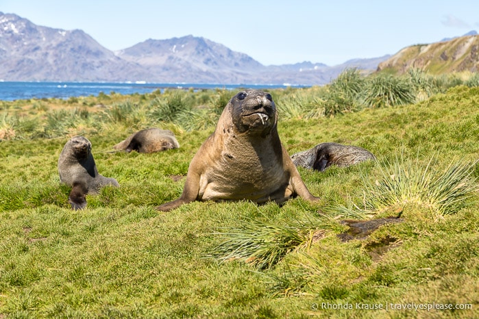 Drooling elephant seal