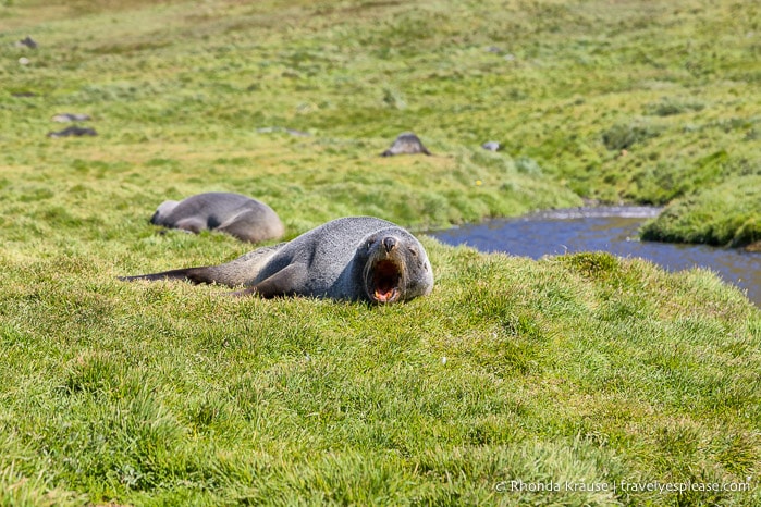 Yawning fur seal