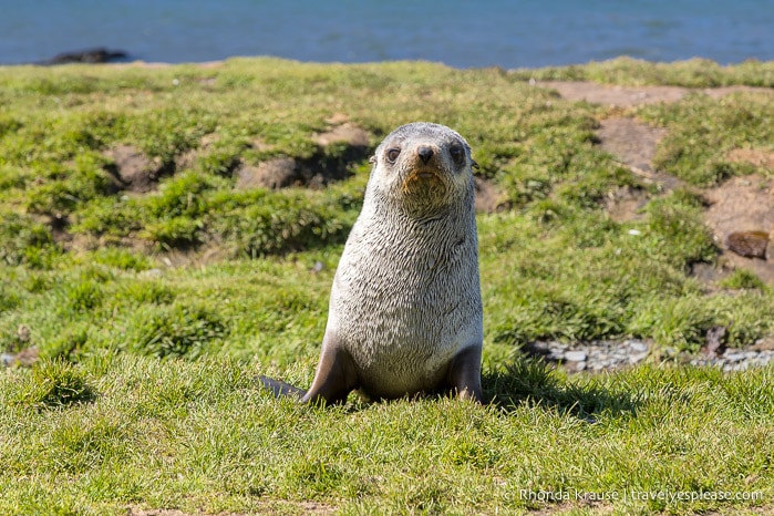 Fur seal pup