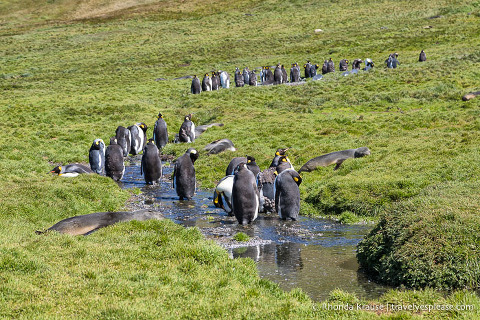Línea de pingüinos rey caminando en un arroyo