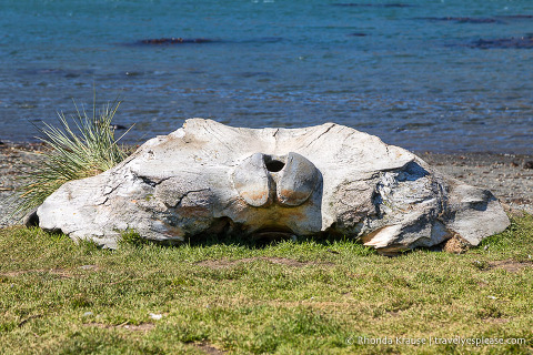 Huesos de ballena en la playa de Grytviken