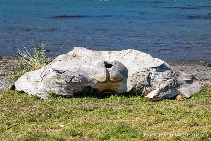 Whale bone on the beach in Grytviken