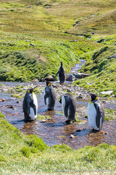 Pingüinos rey en un arroyo
