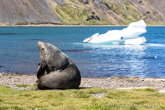Fur seal scratching his ear in front of a small iceberg