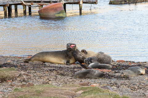 Elefantes y lobos marinos en la playa