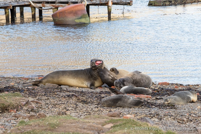Elephant and fur seals on the beach