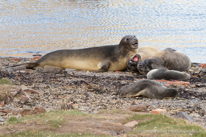 Elephant and fur seals on the beach in Grytviken