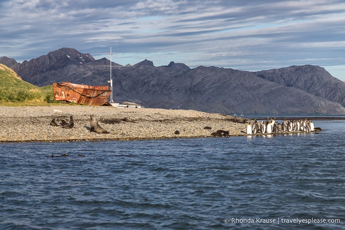 King penguins, fur seals, and an old boat at King Edward Point