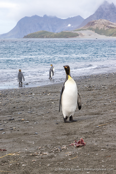 King penguins on the beach at Salisbury Plain.